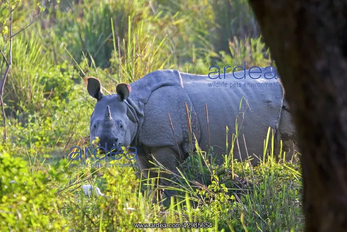 : Asian One-horned Rhino / Indian / Greater One-horned : Asian One-horned Rhino / Indian / Greater One-horned