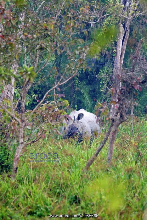 : Asian One-horned Rhino / Indian / Greater One-horned : Asian One-horned Rhino / Indian / Greater One-horned