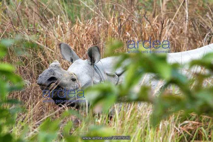 : Asian One-horned Rhino / Indian / Greater One-horned : Asian One-horned Rhino / Indian / Greater One-horned