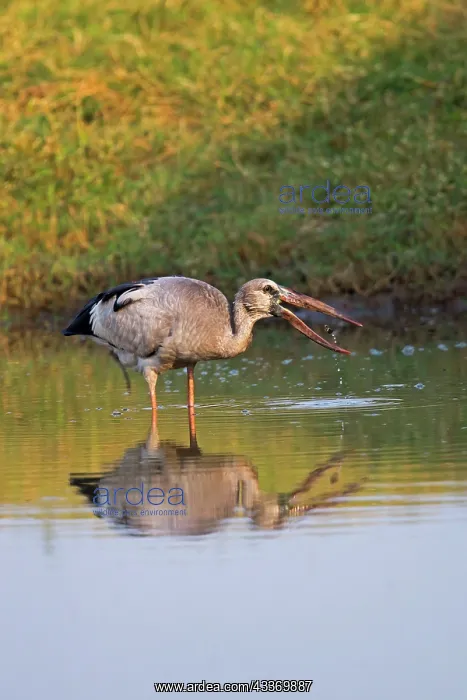 : Asian Openbill / Asian Openbill Stork : Asian Openbill / Asian Openbill Stork