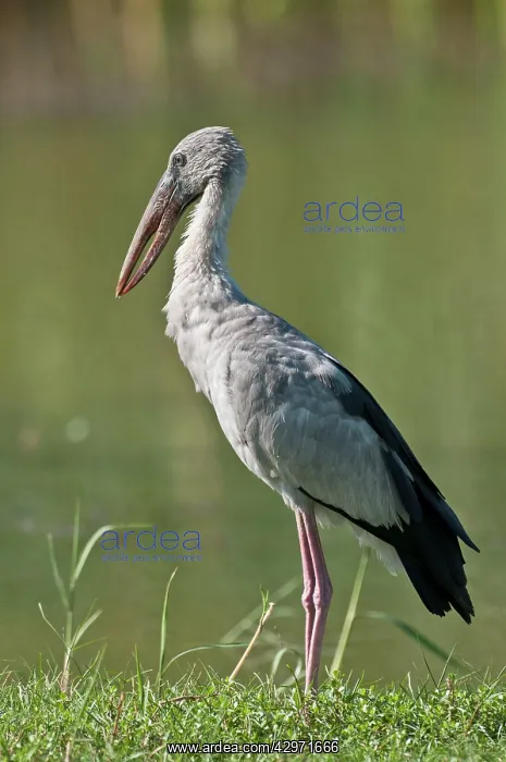 : Asian Openbill - standing by water : Asian Openbill - standing by water