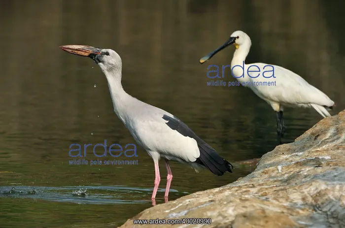 : Asian Openbill Stork with Eurasian Spoonbill (Platalea : Asian Openbill Stork with Eurasian Spoonbill (Platalea