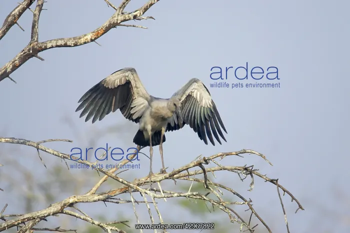 : Asian Openbill Stork - flapping wings : Asian Openbill Stork - flapping wings