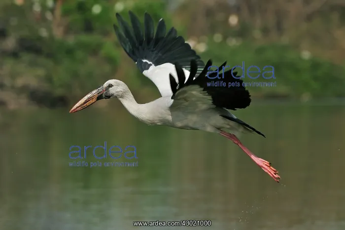 : Asian Openbill Stork in flight : Asian Openbill Stork in flight