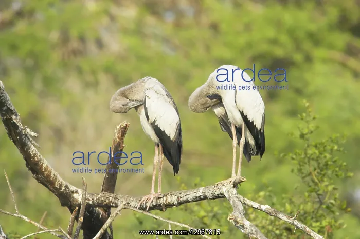 : Asian Openbill Stork - preening : Asian Openbill Stork - preening