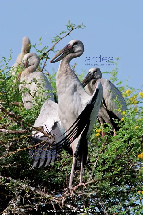 : Asian Openbills : Asian Openbills