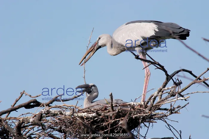 : Asian Openbills on nest and bringing nesting material : Asian Openbills on nest and bringing nesting material