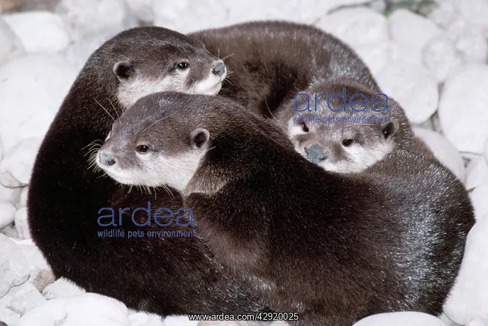 : Asian / Oriental Small-Clawed OTTER - x three : Asian / Oriental Small-Clawed OTTER - x three