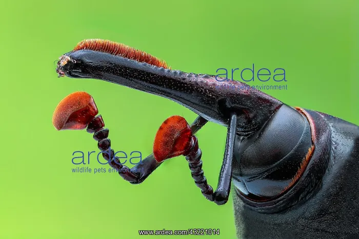 : Asian palm weevil (Rhynchophorus ferrugineus) close-up : Asian palm weevil (Rhynchophorus ferrugineus) close-up