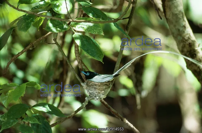 : Asian Paradise Flycatcher - male : Asian Paradise Flycatcher - male