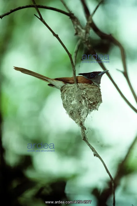 : ASIAN PARADISE FLYCATCHER - NEST : ASIAN PARADISE FLYCATCHER - NEST