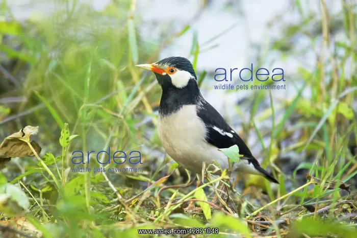 : Asian Pied Starling : Asian Pied Starling