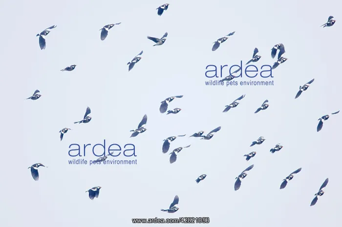 : Asian Pied Starling : Asian Pied Starling