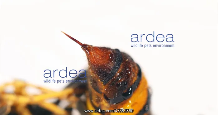 : Asian predatory Hornet, vespa velutina, Insect a : Asian predatory Hornet, vespa velutina, Insect a