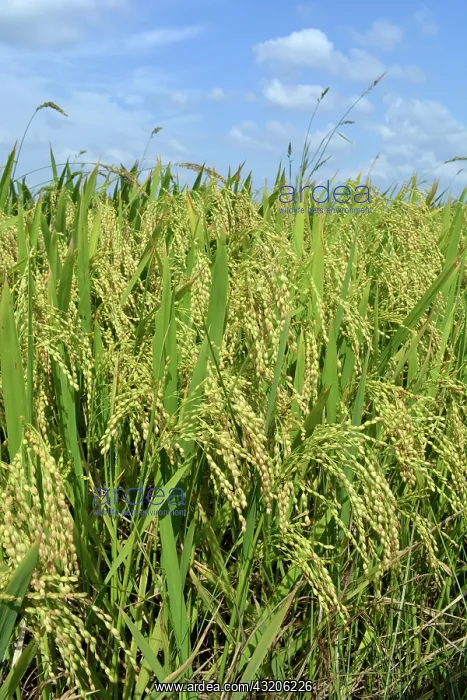 : Asian Rice, important tropical crop seen here growing : Asian Rice, important tropical crop seen here growing
