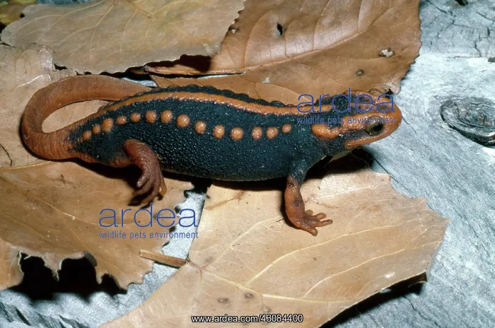 : Asian Salamander : Asian Salamander