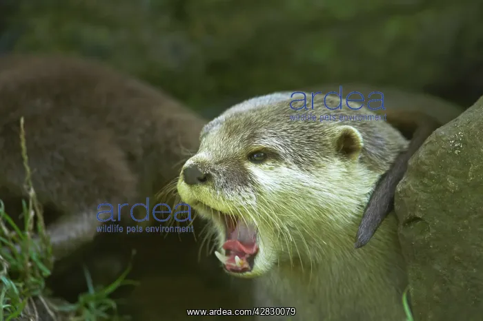 : Asian Short Clawed Otter - Calling : Asian Short Clawed Otter - Calling