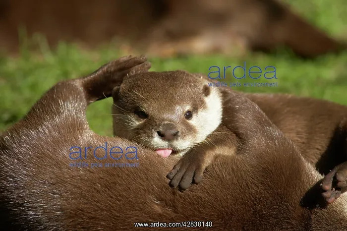 : Asian Short Clawed Otter - Playfighting : Asian Short Clawed Otter - Playfighting