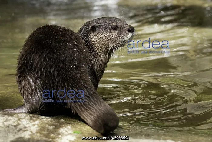 : Asian Small-clawed Otter (Aonyx cinereus), South-East : Asian Small-clawed Otter (Aonyx cinereus), South-East