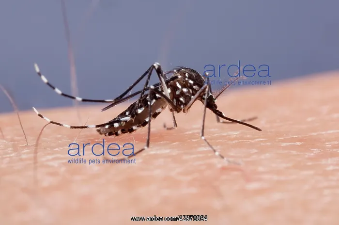 : Asian Tiger Mosquito - female biting : Asian Tiger Mosquito - female biting