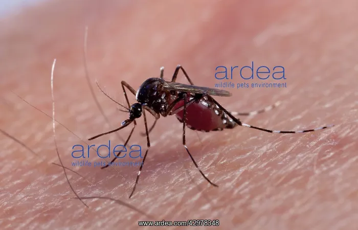 : Asian Tiger Mosquito - female biting : Asian Tiger Mosquito - female biting
