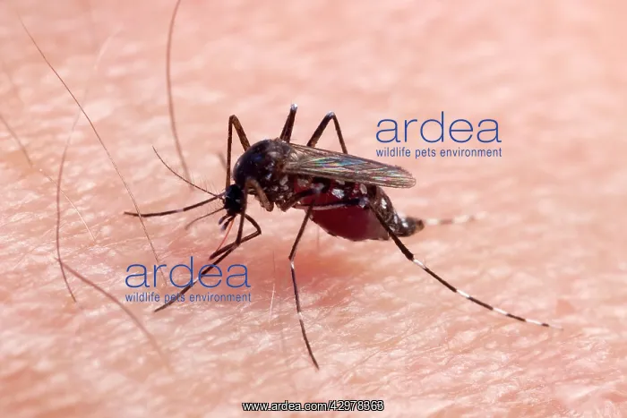 : Asian Tiger Mosquito - female biting : Asian Tiger Mosquito - female biting
