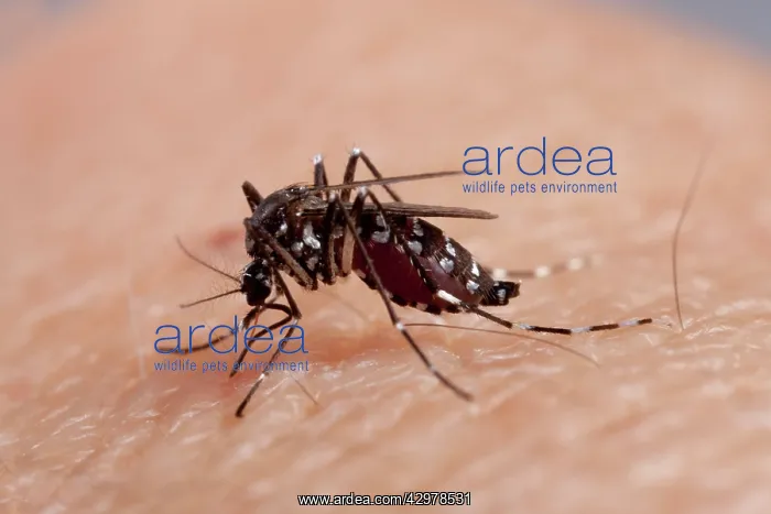 : Asian Tiger Mosquito - female biting : Asian Tiger Mosquito - female biting
