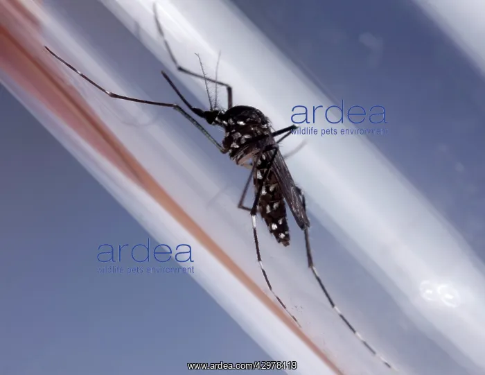 : Asian Tiger Mosquito - Femelle in a test tube : Asian Tiger Mosquito - Femelle in a test tube