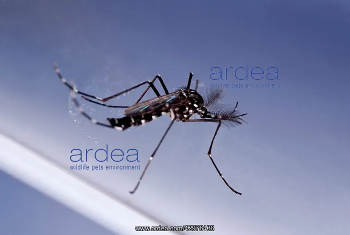 : Asian Tiger Mosquito - male - in a test tube showing : Asian Tiger Mosquito - male - in a test tube showing