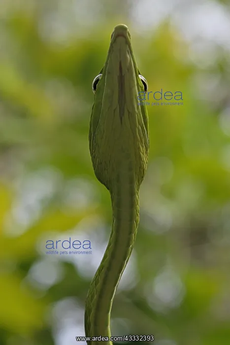 : Asian Vine Snake (Ahaetulla prasina), animal portrait : Asian Vine Snake (Ahaetulla prasina), animal portrait