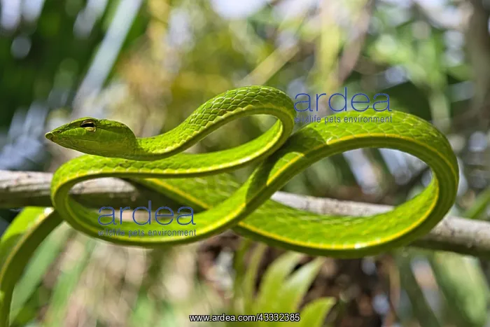  : Asian Vine Snake (Ahaetulla prasina) winds itself
