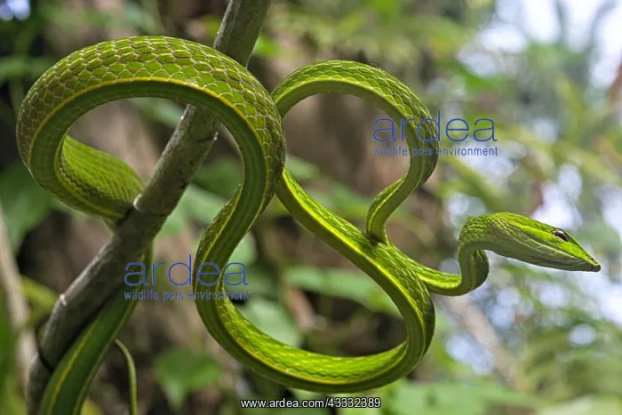 : Asian Vine Snake (Ahaetulla prasina) winds itself : Asian Vine Snake (Ahaetulla prasina) winds itself