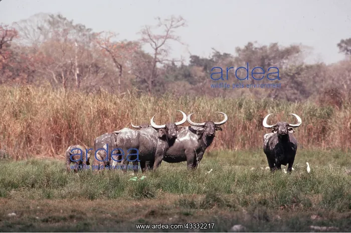 : Asian Water BUFFALO : Asian Water BUFFALO