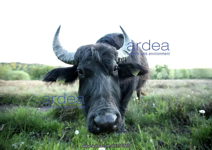 : Asian water buffalo (Bubalus arnee), landscape conservation : Asian water buffalo (Bubalus arnee), landscape conservation