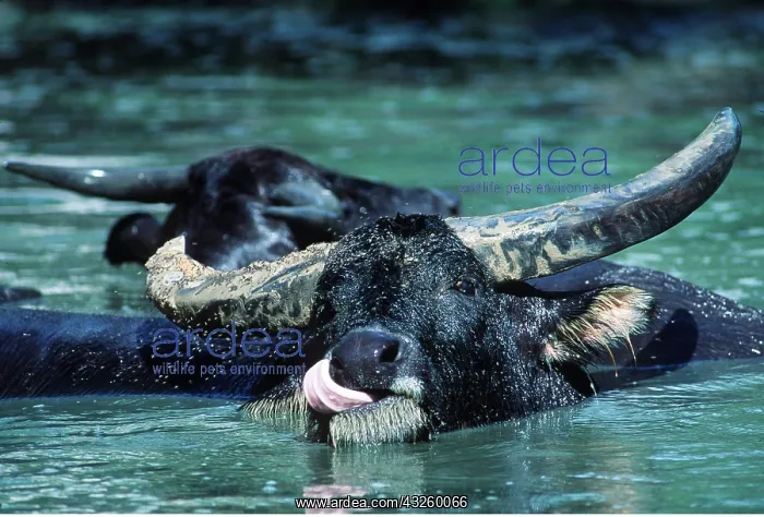 : ASIAN WATER BUFFALO - cleans nostril with tongue : ASIAN WATER BUFFALO - cleans nostril with tongue