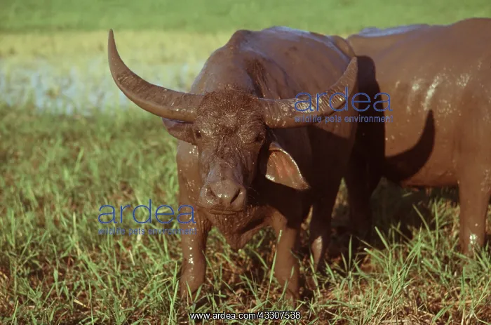 : Asian Water BUFFALO, domestic - Covered in mud : Asian Water BUFFALO, domestic - Covered in mud