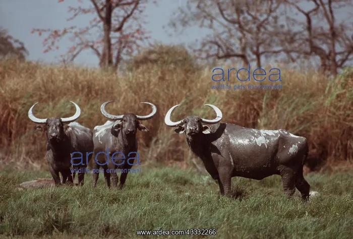 : Asian Water BUFFALO x three : Asian Water BUFFALO x three