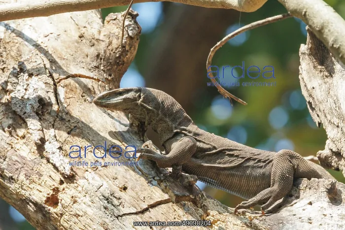 : Asian water monitor : Asian water monitor