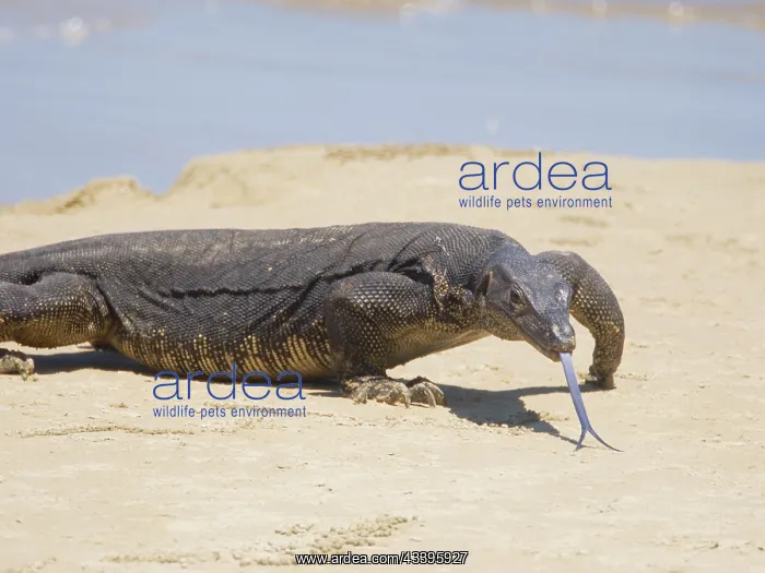 : Asian Water Monitor Lizard Varanus salvator Saba : Asian Water Monitor Lizard Varanus salvator Saba