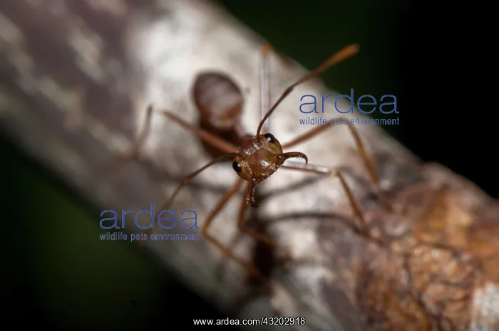 : Asian Weaver Ant on stem - Klungkung, Bali, Indonesia : Asian Weaver Ant on stem - Klungkung, Bali, Indonesia