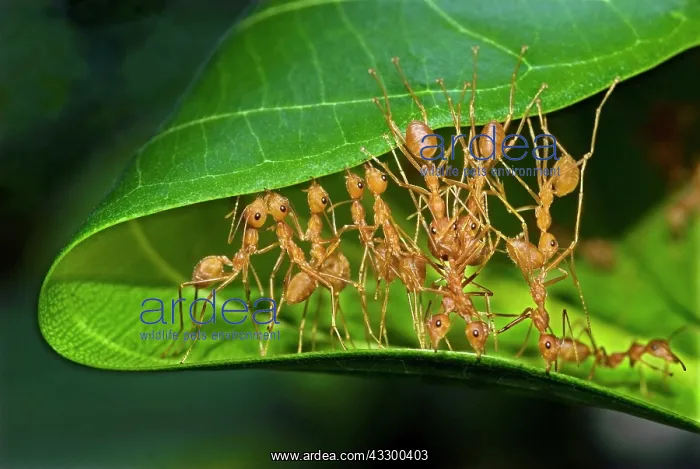 : Asian Weaver Ant, weaver ants (Oecophylla smaragdina) : Asian Weaver Ant, weaver ants (Oecophylla smaragdina)