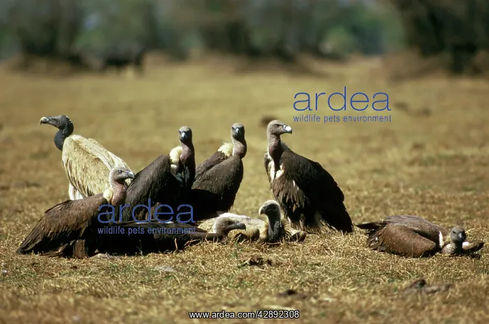 : Asian White-backed Vulture : Asian White-backed Vulture