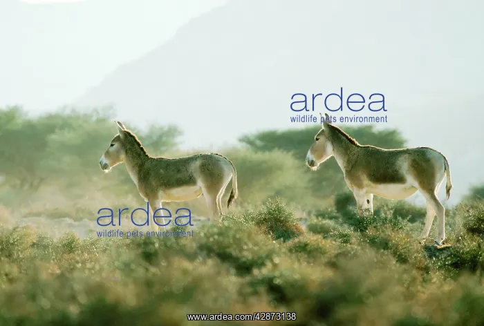 : Asian Wild Ass / Asiatic Wild Ass / Kulan / onager : Asian Wild Ass / Asiatic Wild Ass / Kulan / onager