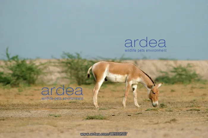 : Asian Wild Ass / Asiatic Wild Ass / Kulan / onager : Asian Wild Ass / Asiatic Wild Ass / Kulan / onager
