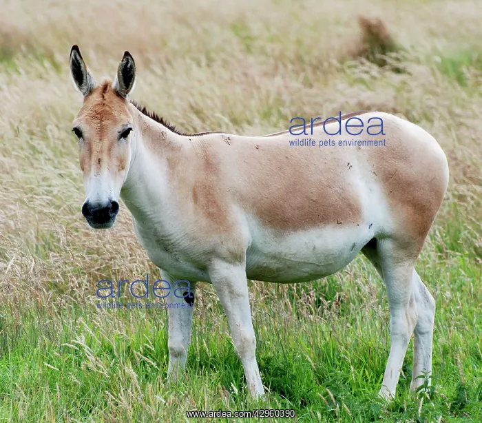 : Asian Wild Ass / Onagar : Asian Wild Ass / Onagar