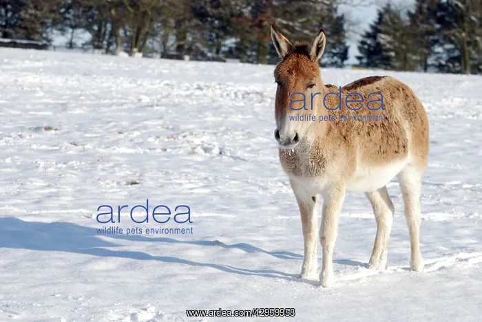 : Asian Wild Ass / Onagar - in snow : Asian Wild Ass / Onagar - in snow