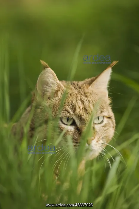 : Asian wild cat, asiatic wildcats (Felis silvestris ornata) : Asian wild cat, asiatic wildcats (Felis silvestris ornata)