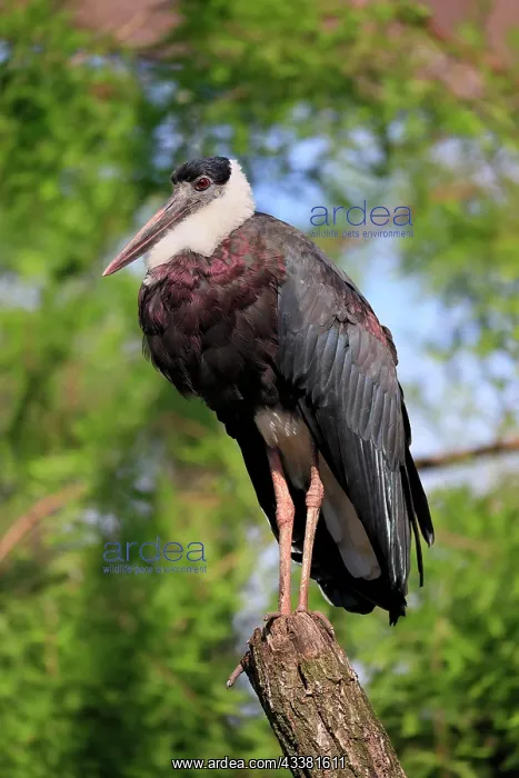  : Asian Woolly-necked Stork (Ciconia episcopus episcopus)