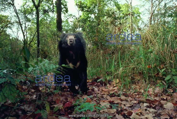 : Asiatic Black Bear : Asiatic Black Bear