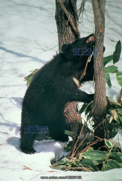 : ASIATIC BLACK BEAR : ASIATIC BLACK BEAR